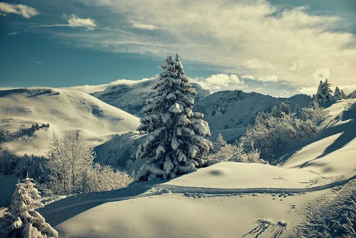 Snow-covered pine tree and mountain landscape under a partly cloudy sky by Arnaud Pyvka.