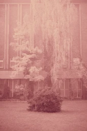 Monochromatic pink-toned exterior shot of a large building facade partially obscured by trees and a weeping willow.