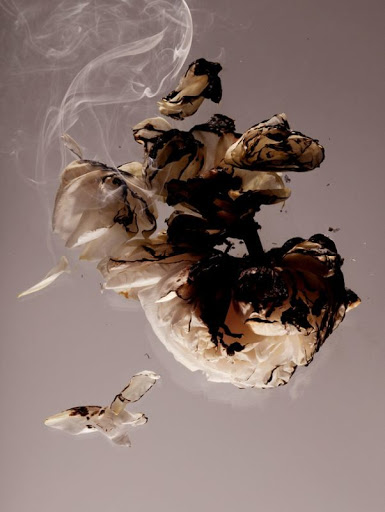 Artistic floral arrangement in neutral tones with delicate, textured petals and wisps of smoke creating a surreal, ethereal aesthetic.