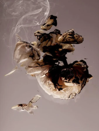 Artistic floral arrangement in neutral tones with delicate, textured petals and wisps of smoke creating a surreal, ethereal aesthetic.