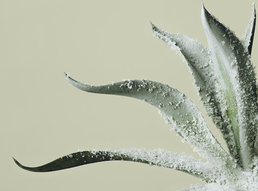 Close-up studio shot of an agave plant with white powder coating the leaves against a pale yellow background, showcasing textures.