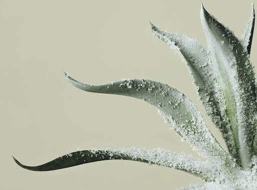 Close-up studio shot of an agave plant with white powder coating the leaves against a pale yellow background, showcasing textures.