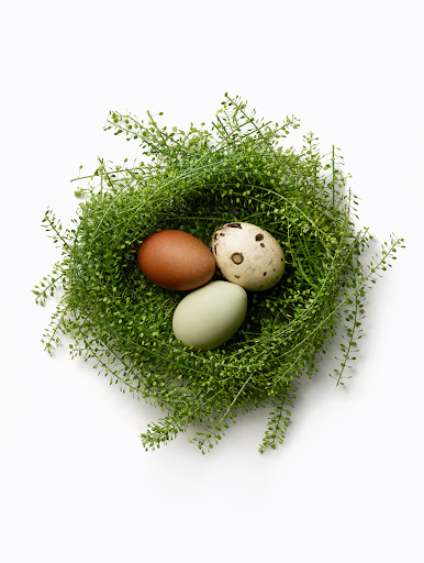 Three eggs of varying colors rest in a bird's nest made of delicate green plants, creating a natural and organic composition on white.