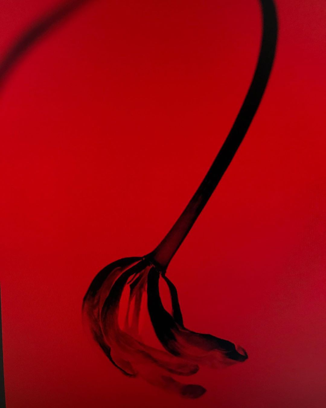 Close-up inverted photograph of a black flower-like object against a vibrant red background.