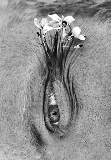 Black and white close-up of a wrinkled eye with white flowers, creating a surreal and visually striking composition.