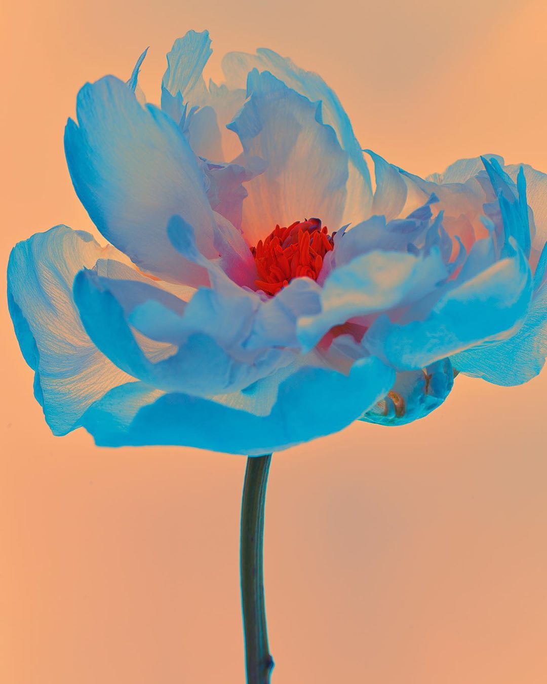 Vibrant close-up photo of a single, blue-toned flower with a red center and a green stem, set against a smooth peach-colored background.