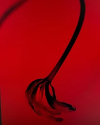 Close-up of a dark drooping flower stem against a vibrant red background photographed by Billy Kidd.