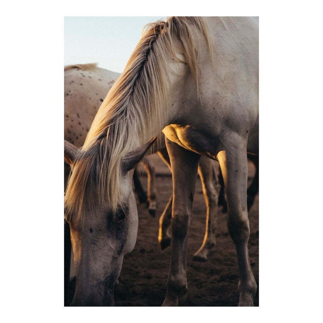 Close-up of several pale horses with flowing manes in an outdoor setting, with focus on one horse grazing, creating a tranquil scene.