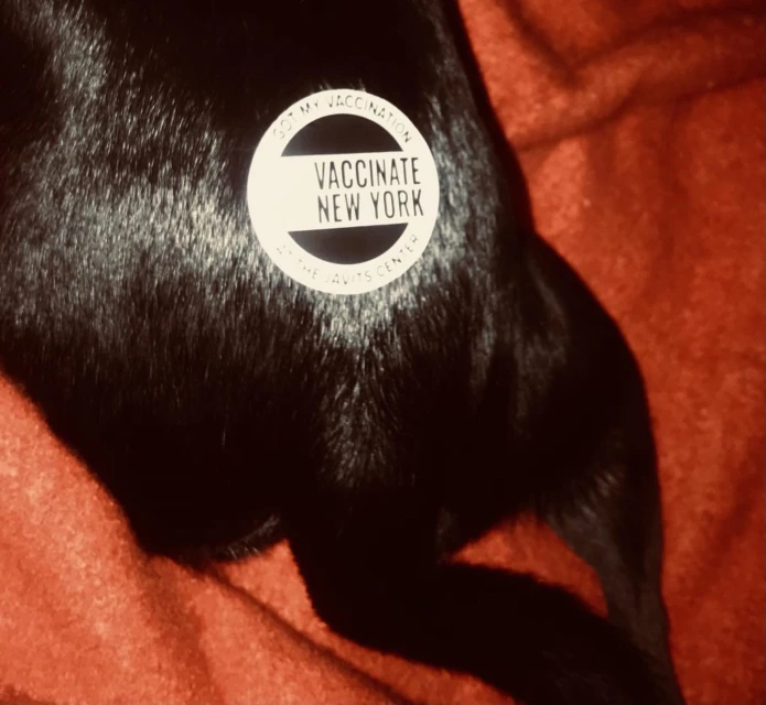 Close-up of a black dog's fur with a 'Vaccinate New York' sticker on it, set against a red textile background.