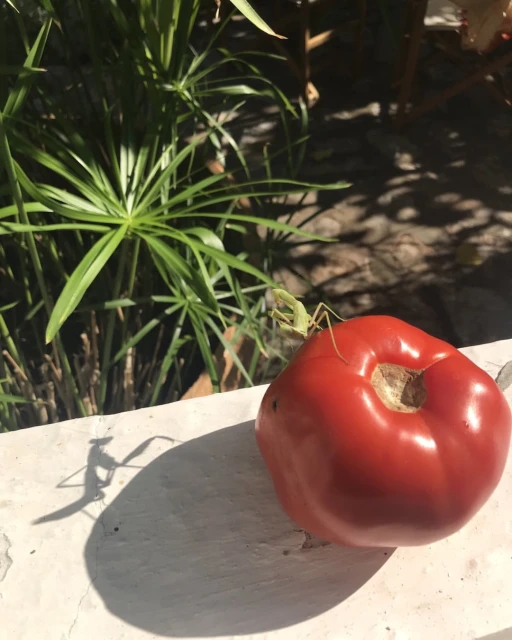 Close-up of a tomato on a white surface outdoors, with a green praying mantis resting on top of it, sunlight, plants in background.