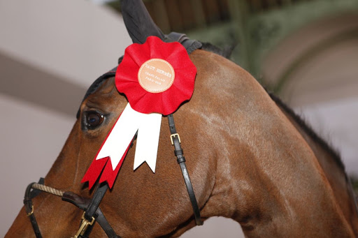 Close-up of a brown horse wearing a red and white rosette on its bridle, with a blurred background in an indoor setting.