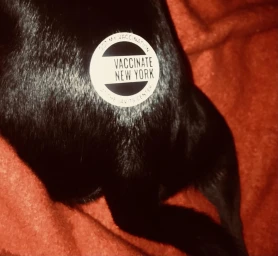 Round sticker reading Vaccinate New York affixed to black fur resting on an orange blanket