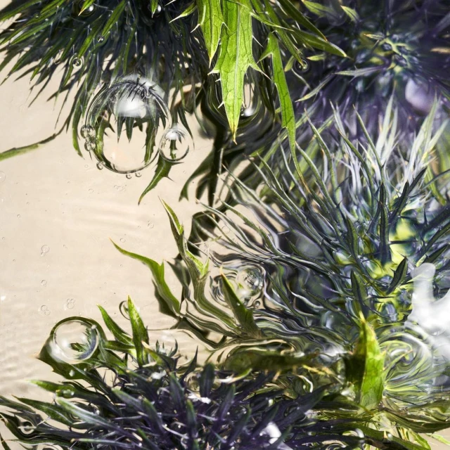 Underwater photograph showcasing green aquatic plants with delicate water bubbles clinging to them, creating a serene natural scene.