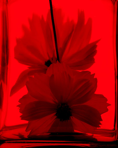 Floral still life with two red cosmos flowers in clear glass vase against red background, creating a vibrant and intense botanical composition.