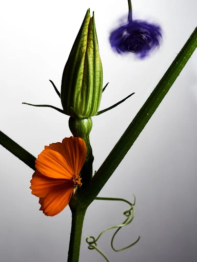 Botanical close-up of a pumpkin bud and bright orange flower with a blurred blue flower overhead on a white to gray gradient background.