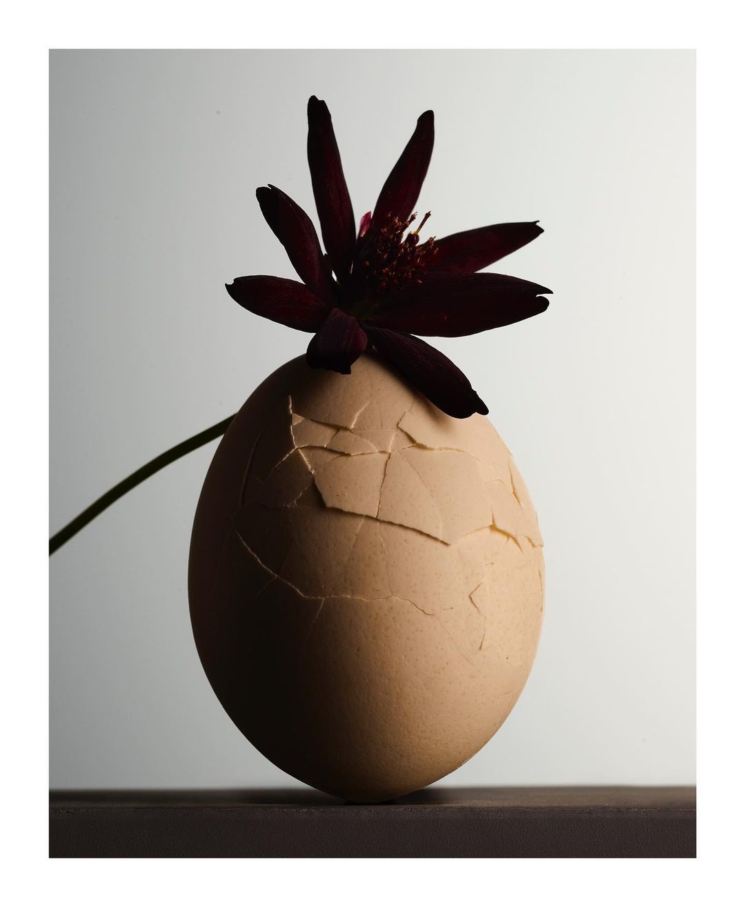 Cracked eggshell with a deep maroon flower on top, studio shot with shadows on a grey background, set on dark surface.