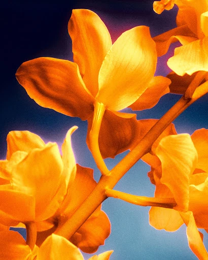 Close-up of vibrant golden orchid flowers in bloom against a blurred gradient blue and purple background, creating a warm and inviting floral image.