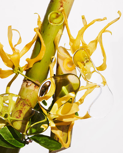 Close-up of a light-green stalk with yellow flowers and water droplets on a white background, showcasing nature and purity.