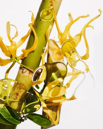 Close-up of a light-green stalk with yellow flowers and water droplets on a white background, showcasing nature and purity.