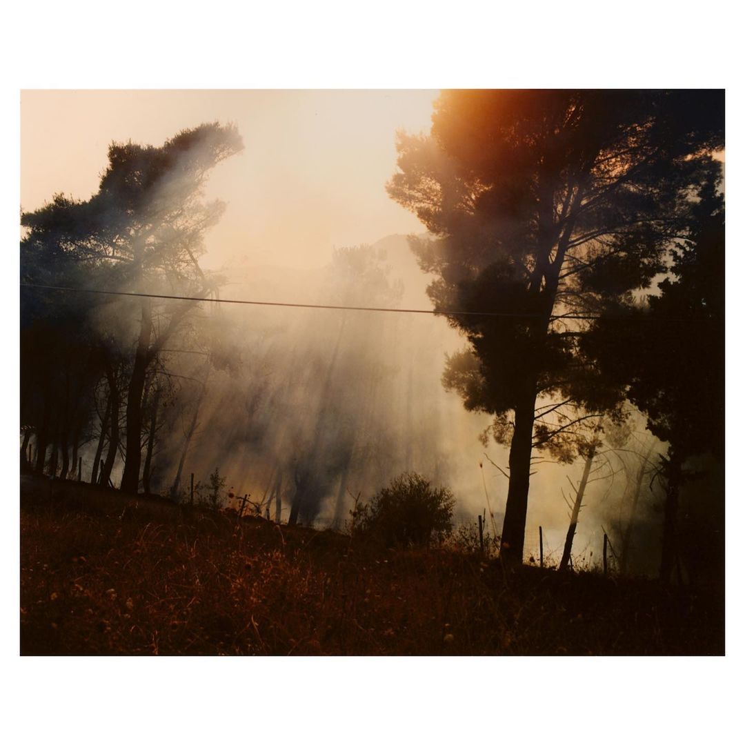 Smoky forest landscape with pine trees, dry grass, and sun rays streaming through the trees, creating a serene and hazy atmosphere.