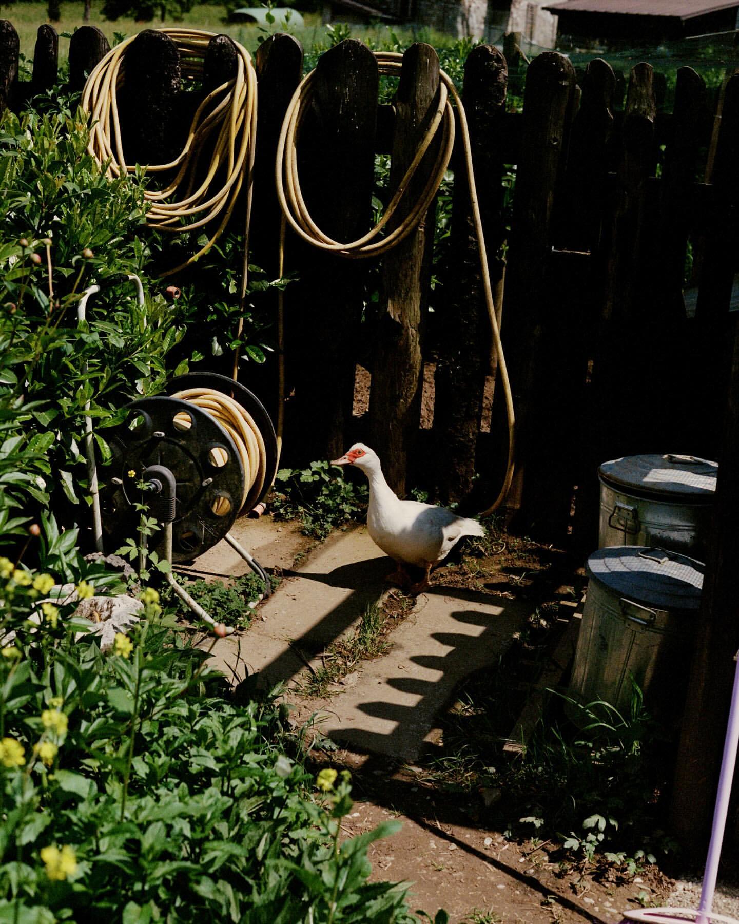 A white duck walks along a concrete path next to a garden, near a brown wooden fence with hanging garden hoses in a yard.