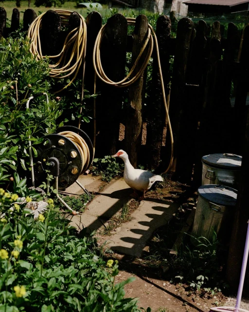 A white duck walks along a concrete path next to a garden, near a brown wooden fence with hanging garden hoses in a yard.