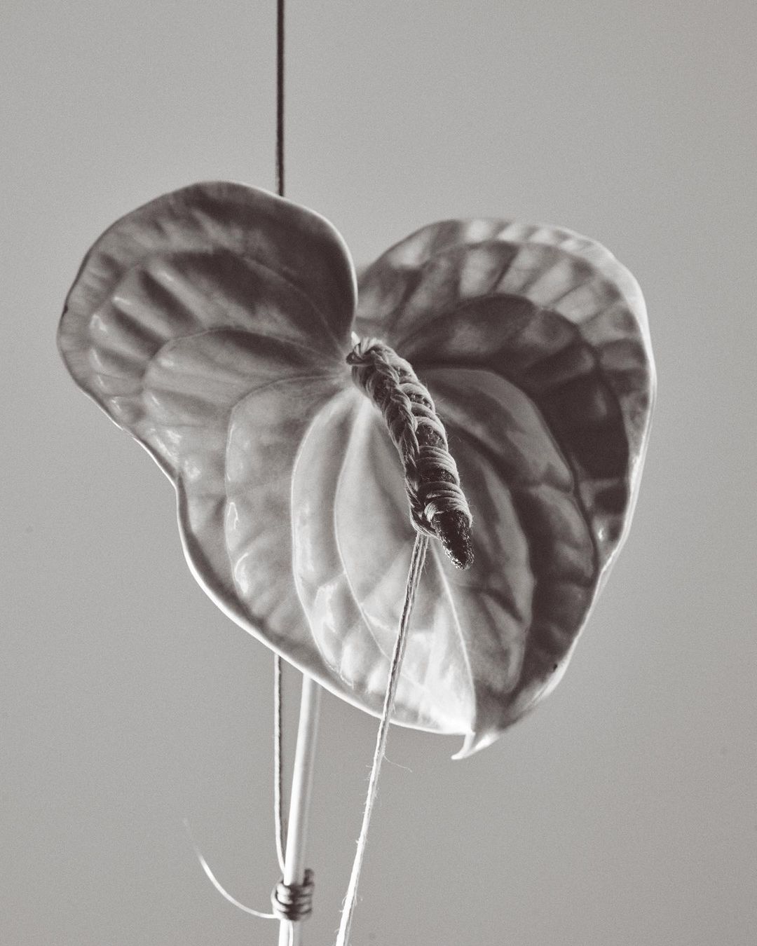 Monochrome close-up of an anthurium flower, suspended by string. The delicate veins of the leaf are visible against a grey background.