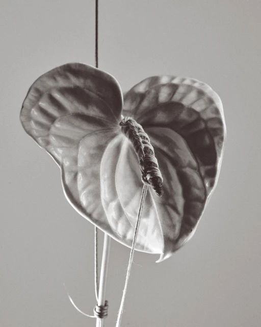 Monochrome close-up of an anthurium flower, suspended by string. The delicate veins of the leaf are visible against a grey background.
