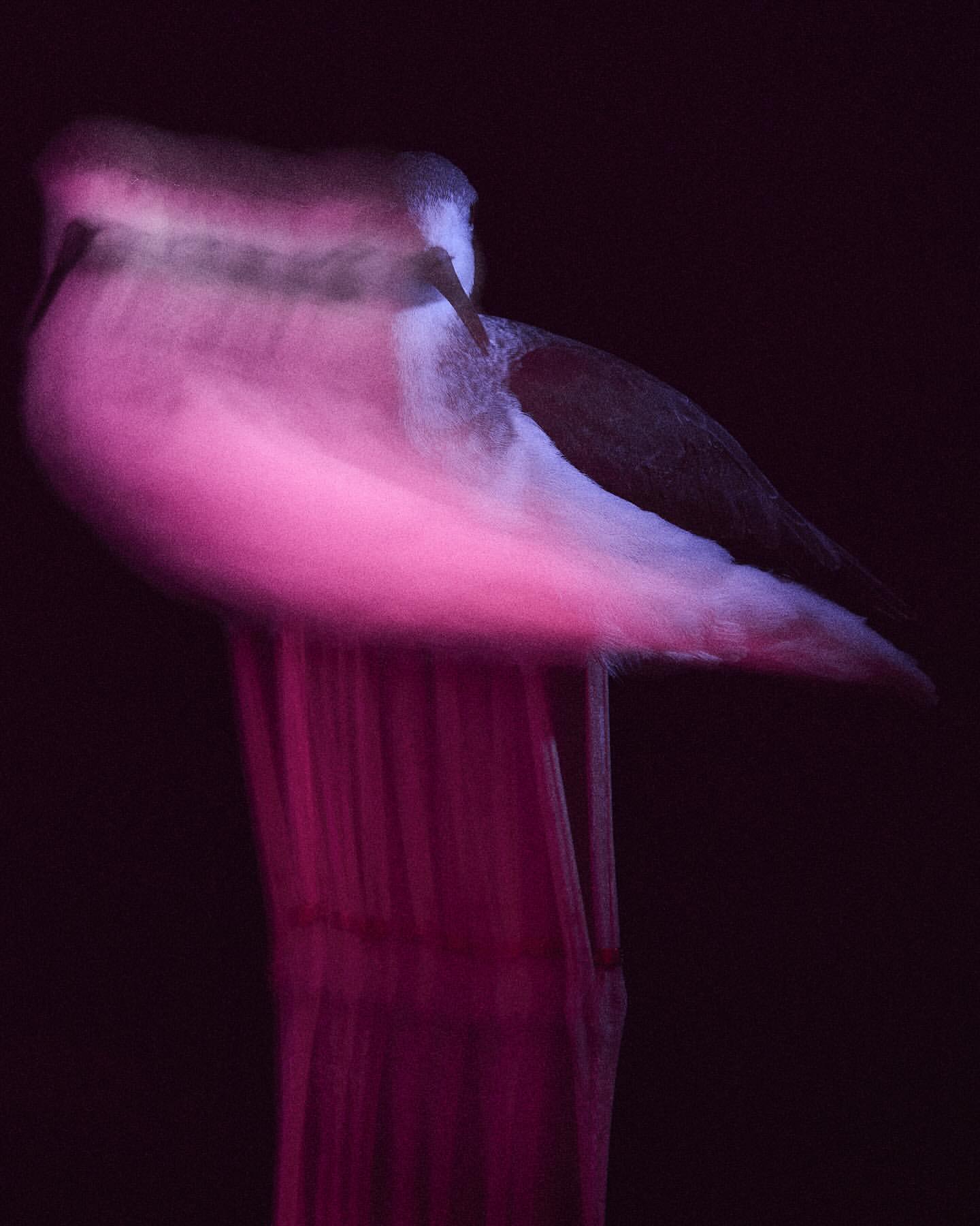 Long-exposure photograph of a bird perched on a tall post glowing in vibrant magenta light against a dark background.