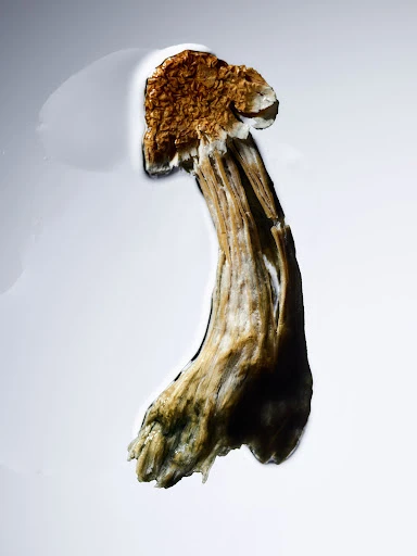 Isolated studio shot of a golden brown mushroom, showcasing its textured cap and stem against a bright, neutral background.