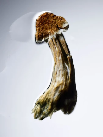 Isolated studio shot of a golden brown mushroom, showcasing its textured cap and stem against a bright, neutral background.