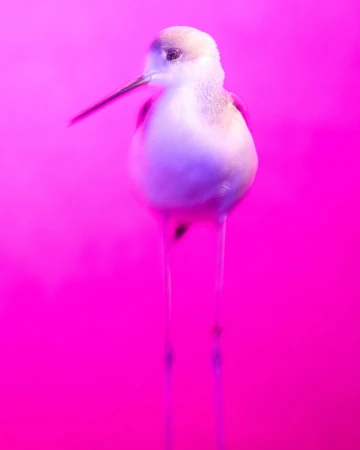 Close-up studio shot of a black-winged stilt bird with long legs against a vibrant pink background, showcasing fine detail.