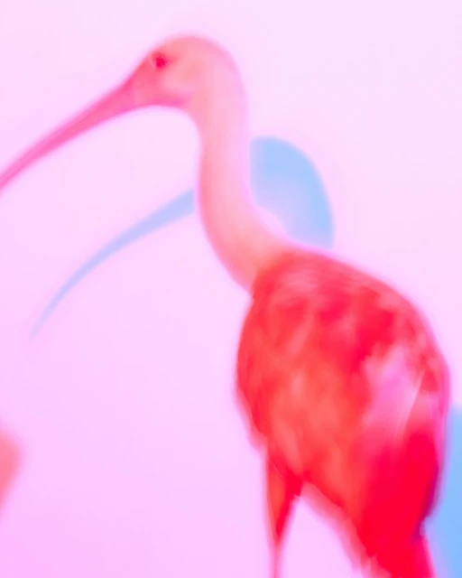 An out-of-focus pink-toned image features a bird with a long beak against a light pink background with a soft blue shadow.