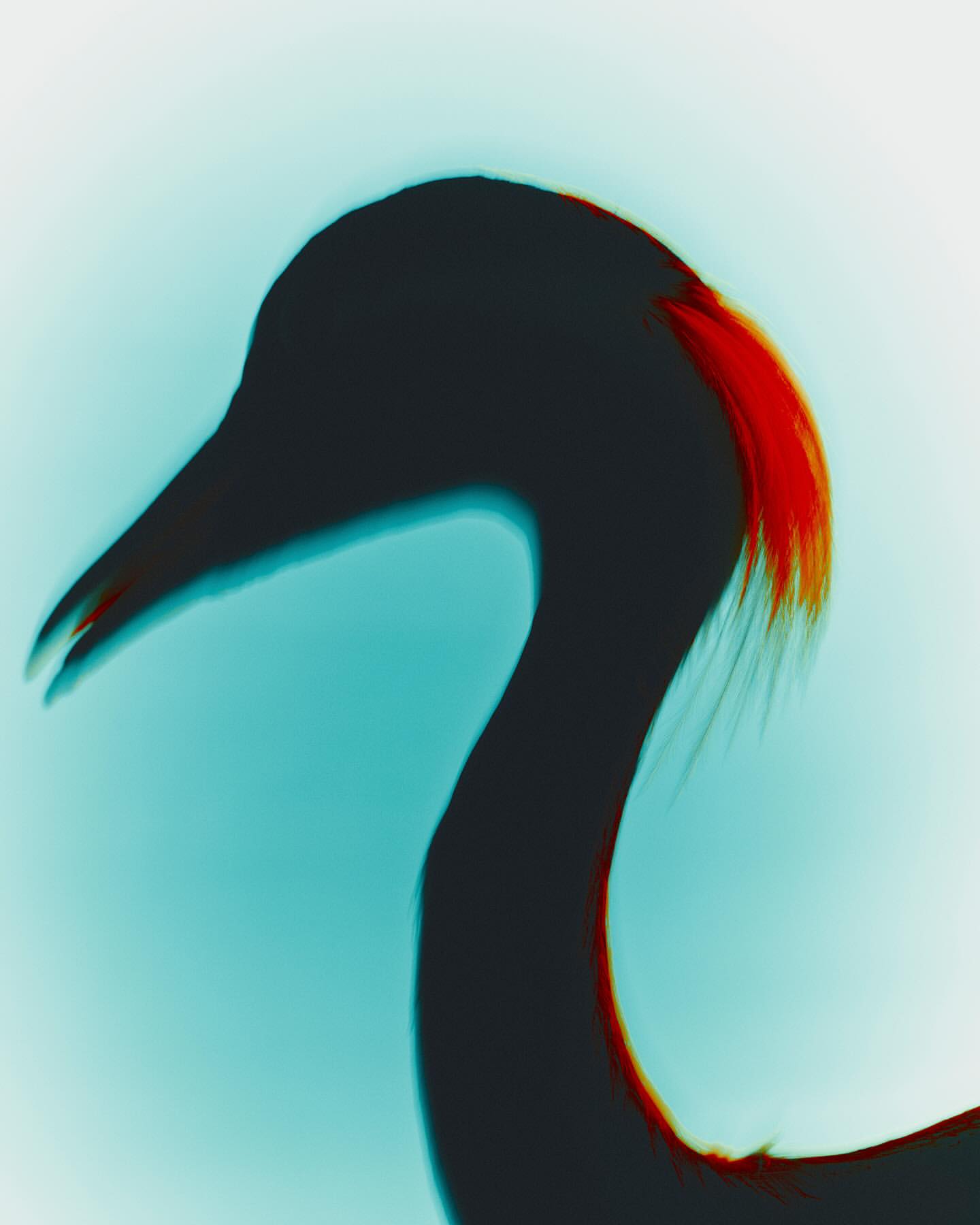 Close-up studio shot of a black bird with a long beak and a red tuft on its head, set against a light blue background.