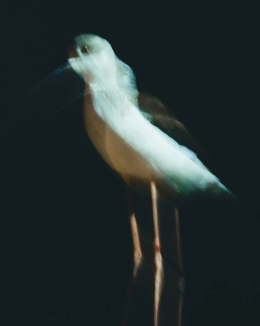 Abstract, long-exposure shot of a black-necked stilt bird standing against a dark background with blurred motion, showcasing its long legs.
