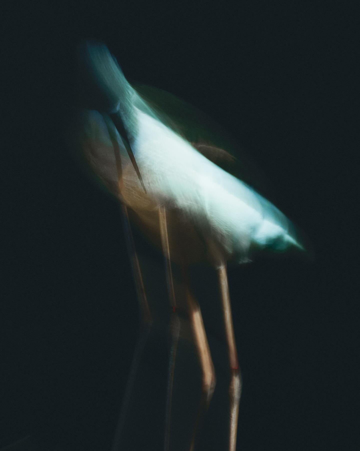 Abstract long exposure of a heron against a dark background, creating a sense of motion and blurred form.