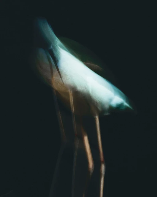 Abstract long exposure of a heron against a dark background, creating a sense of motion and blurred form.