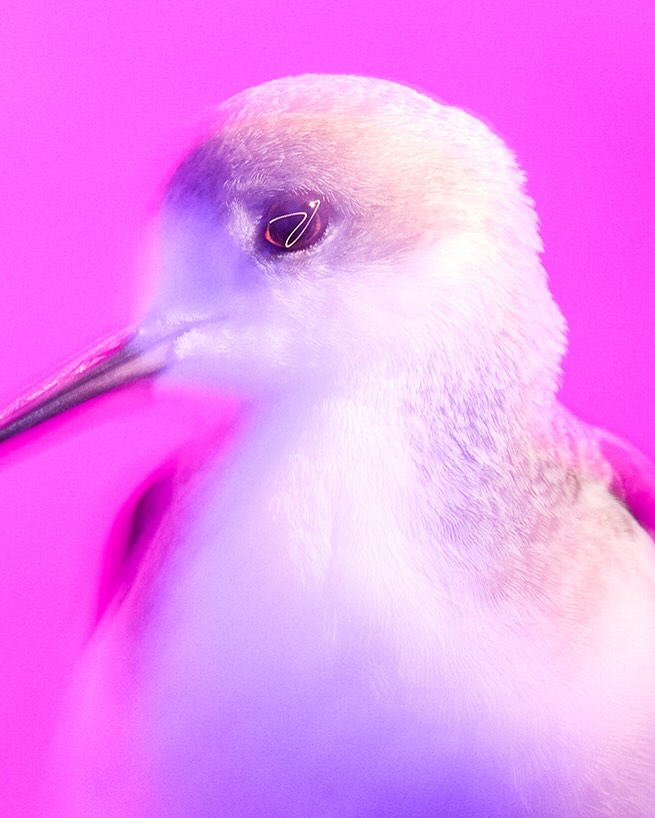 Close-up studio shot of a bird's head showcasing detailed feathers and beak against a vibrant pink backdrop with even lighting.
