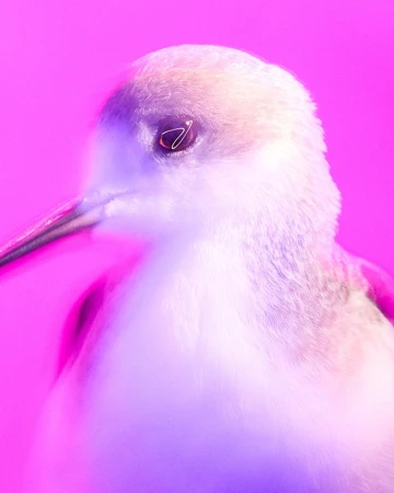 Close-up studio shot of a bird's head showcasing detailed feathers and beak against a vibrant pink backdrop with even lighting.