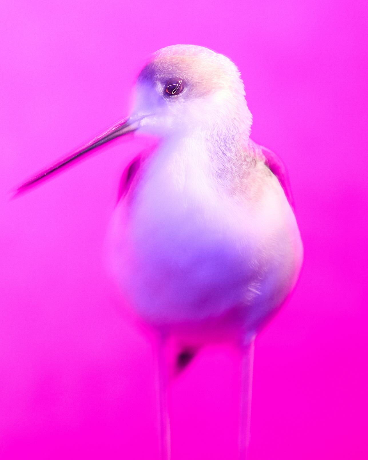Close-up studio shot of a blurry white bird with a long beak against a bright pink background, creating an abstract feel.