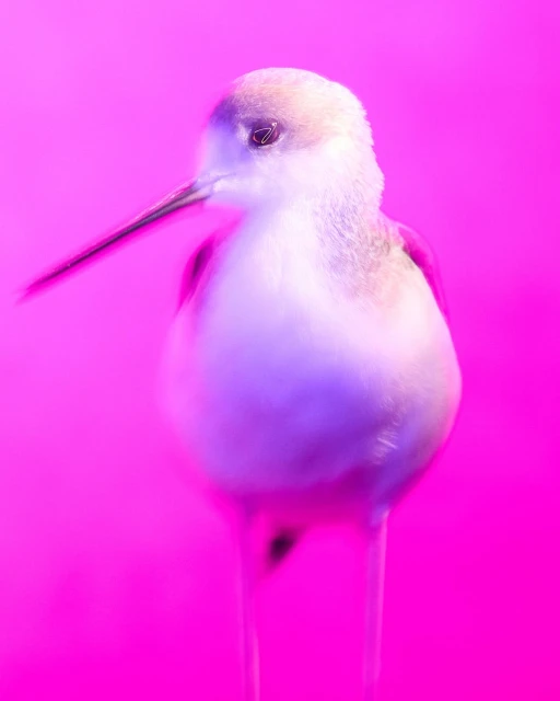 Close-up studio shot of a blurry white bird with a long beak against a bright pink background, creating an abstract feel.