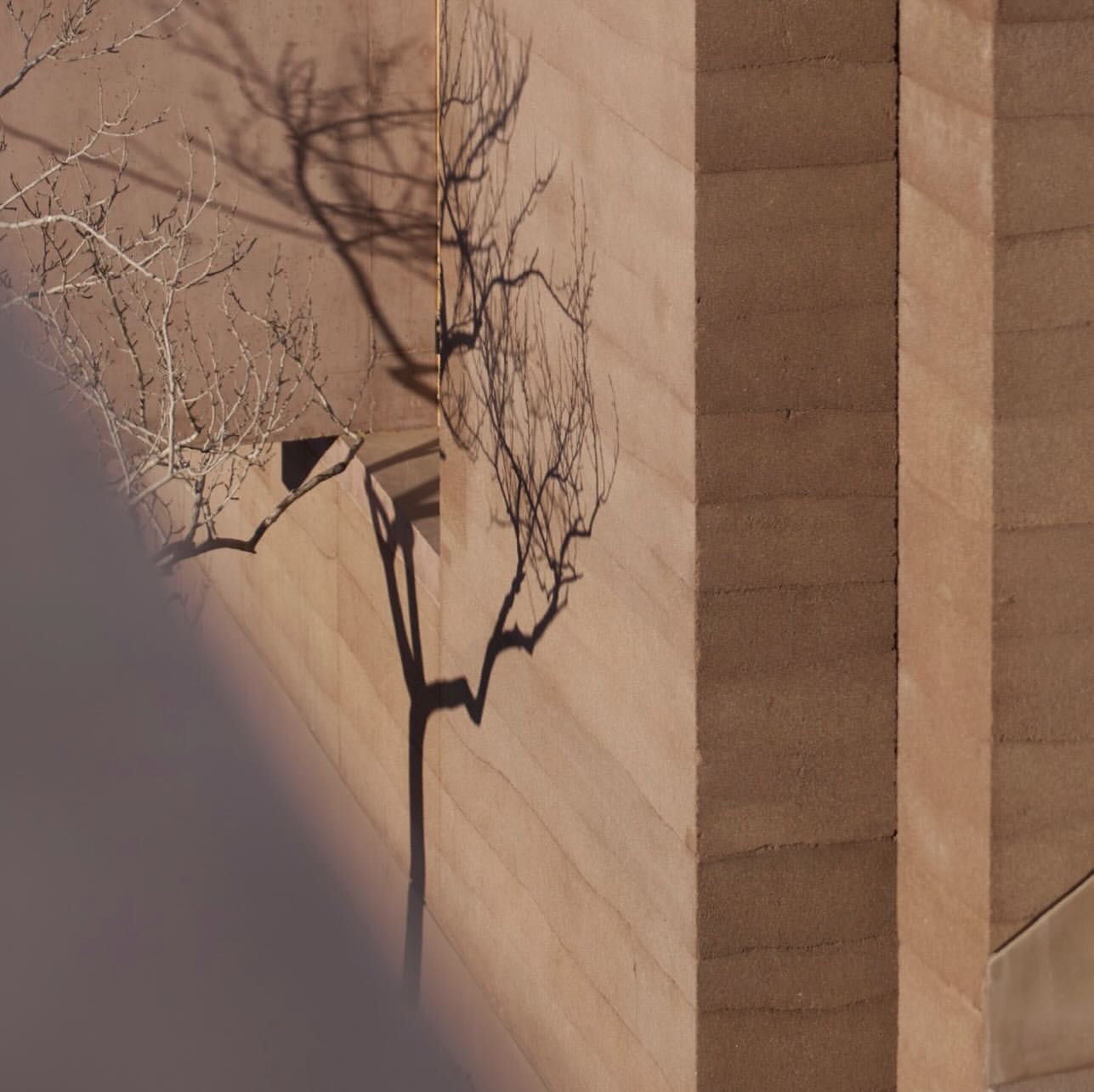 Close-up of a beige wall with shadows of a bare tree branch, showing rough texture and geometric lines, illuminated by natural light.