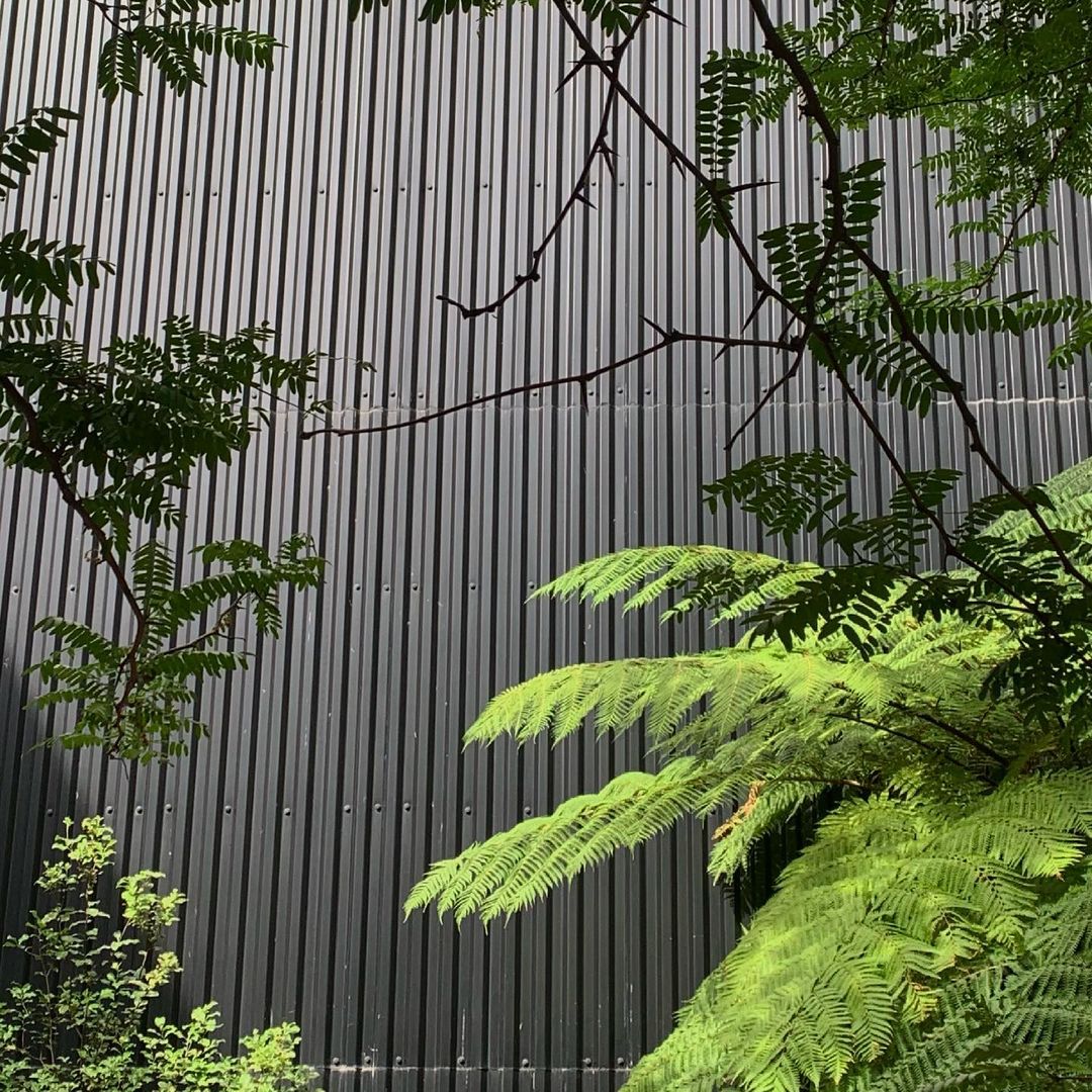 Green fern fronds against a grey, corrugated metal wall create a natural, textured contrast in an outdoor environment.