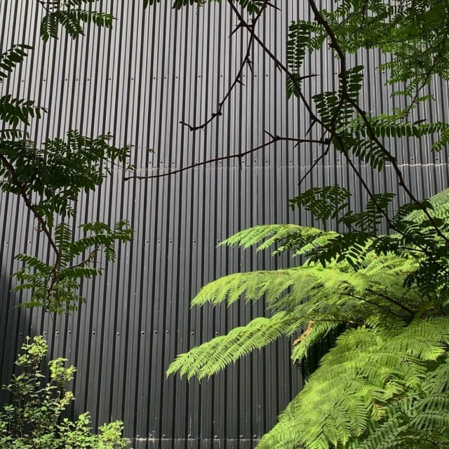 Green fern fronds against a grey, corrugated metal wall create a natural, textured contrast in an outdoor environment.