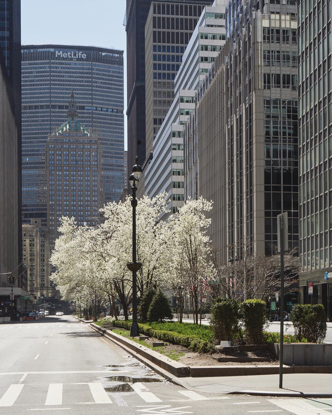 Urban landscape of New York City featuring flowering trees along a street, with tall office buildings and MetLife building in background.