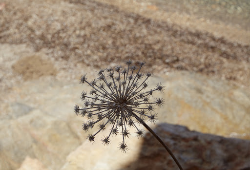 Close-up of a dried flower head with spiky petals against a blurred background of light brown and beige rock formations.