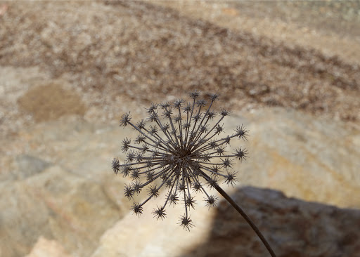 Close-up of a dried Queen Anne's lace plant with a textured rock surface in the background in natural light, soft colors, and fine details.