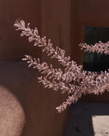 Delicate pink flowering branches extend diagonally across an earthy architectural wall in natural daylight.