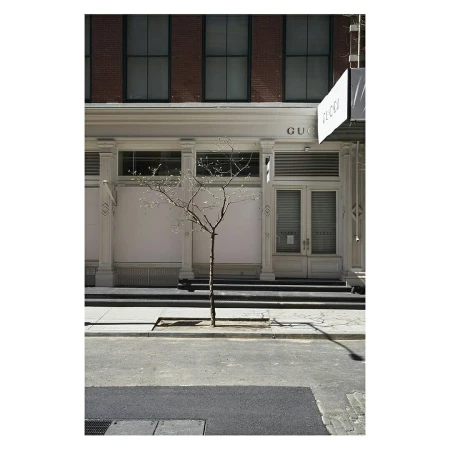 Exterior daytime shot of a minimalist young tree in front of the Gucci store on a street, featuring a brick and white building.