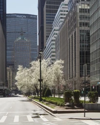 Empty city street lined with tall skyscrapers and flowering spring trees under bright daylight